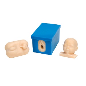 Mô hình các giai đoạn chuyển dạ khi sinh 1005579 – 3B SCIENTIFIC