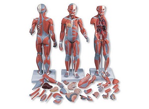 Mô hình cơ toàn thân lưỡng tính (Nam, Nữ), 33 phần 1000210 [B55]