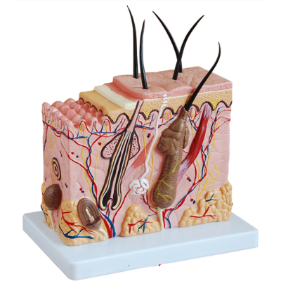 Mô hình da người phóng đại 70 lần XC-313-2