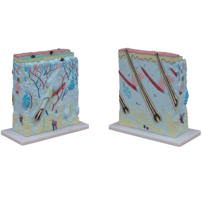 Mô hình da người phóng đại XC-313