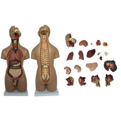 Mô hình giải phẫu bán thân cơ thể nam/nữ kèm nội tạng 55cm với 20 phần XC-209