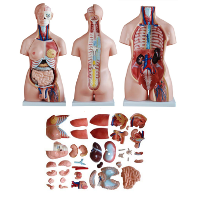Mô hình giải phẫu bán thân kèm nội tạng của nam/nữ 85cm với 40 bộ phận XC-208