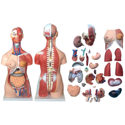 Mô hình giải phẫu bán thân nam/nữ kèm nội tạng 85cm với 30 bộ phận XC-210