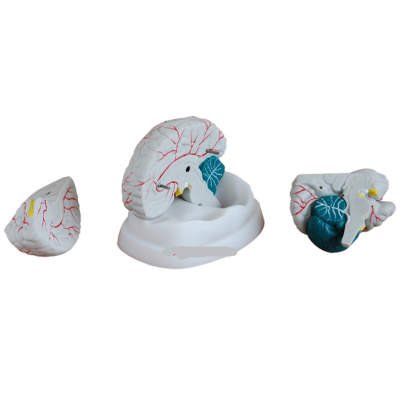 Mô hình giải phẫu bộ não người có dây thần kinh XC-304A