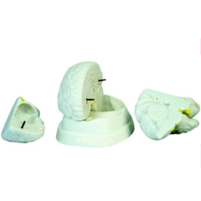 Mô hình giải phẫu bộ não XC-304