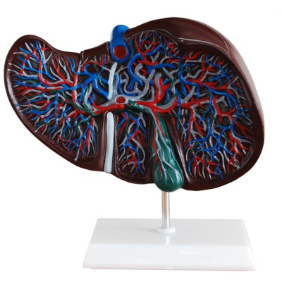 Mô hình giải phẫu gan XC-312