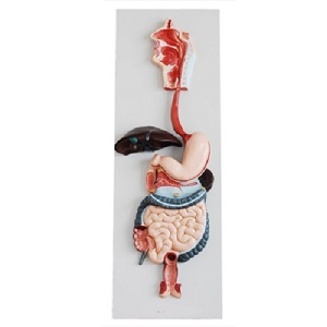 Mô hình giải phẫu hệ tiêu hóa XC-315