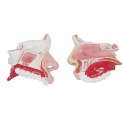 Mô hình giải phẫu khoang mũi XC-309