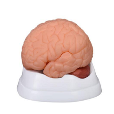 Mô hình giải phẫu não người 9 phần XC-304B