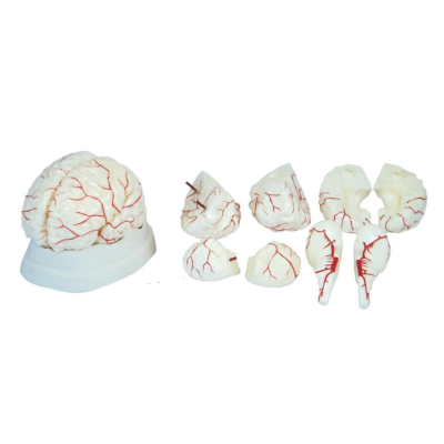 Mô hình giải phẫu não người gồm các động mạch XC-308