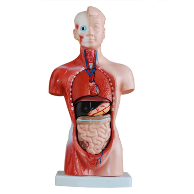 Mô hình giải phẫu nội tạng cơ thể nam (dạng nửa người) 26cm với 15 bộ phận XC-203