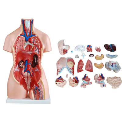 Mô hình giải phẫu nội tạng dạng bán thân 85cm với 23 bộ phận XC-204