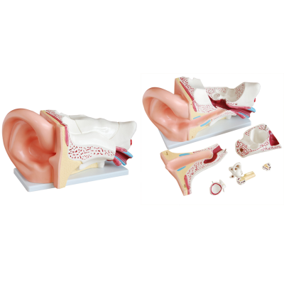 Mô hình giải phẫu tai người kiểu mới phóng đại XC-303C