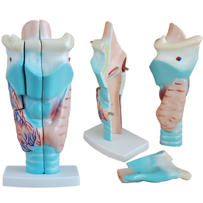 Mô hình giải phẫu thanh quản người được phóng đại XC-301