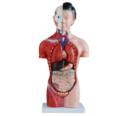 Mô hình thân nữ 42cm với 15 bộ phận XC-202B